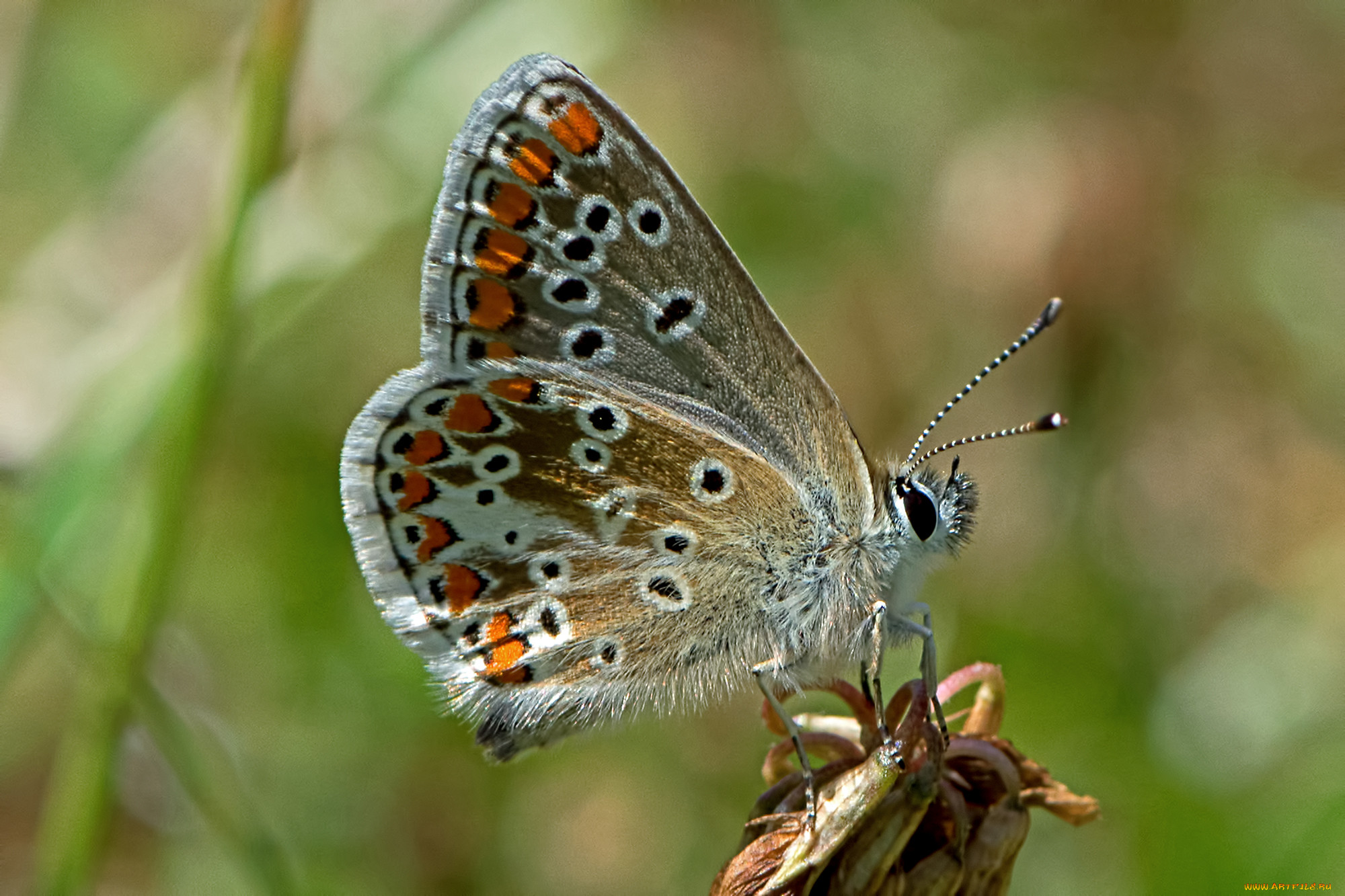 aricia agestis - brown argus, , ,  ,  , 